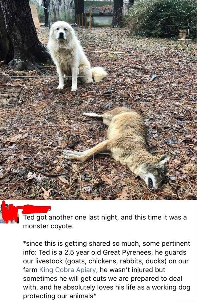 Ted got another one last night and this time it was a monster coyote since this is getting shared so much some pertinent info Ted is a 25 year old Great Pyrenees he guards our livestock goats chickens rabbits ducks on our farm King Cobra Apiary he wasnt injured but sometimes he will get cuts we are prepared to deal with and he absolutely loves his life as a working dog protecting our animals