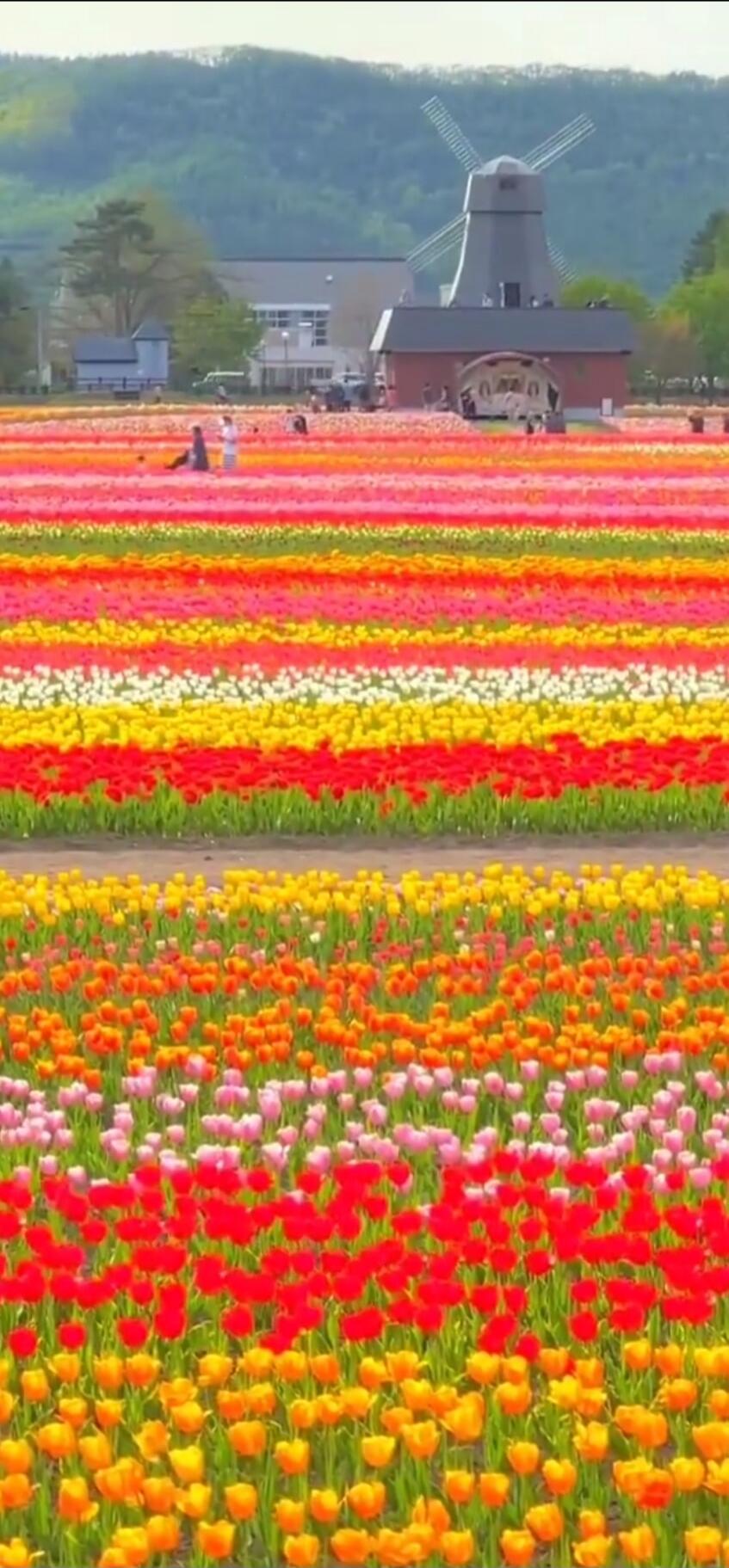 A vibrant field of colorful tulips arranged in horizontal stripes, with a traditional windmill building and distant hills under a clear sky. Several people are visible walking among the flower beds.