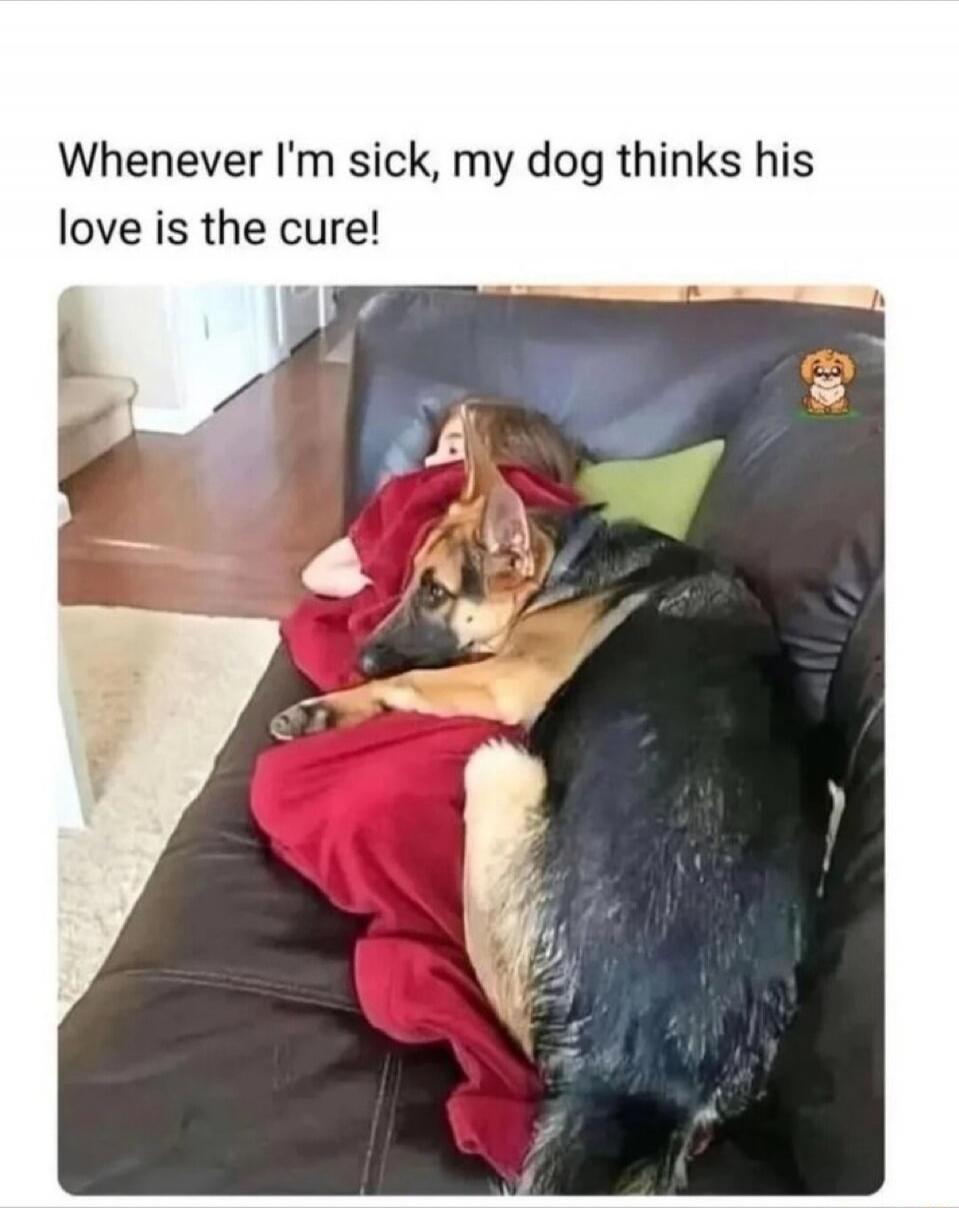 Whenever I'm sick, my dog thinks his love is the cure!