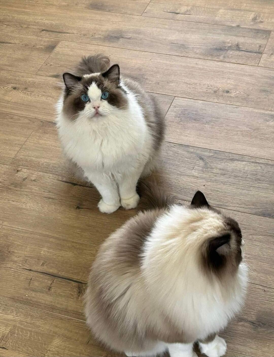 Two fluffy cats on a wooden floor looking up at the camera.