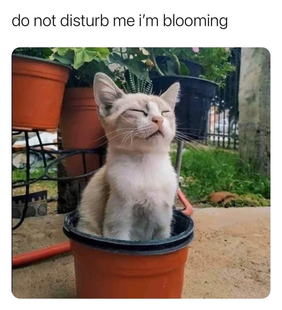 do not disturb me im blooming