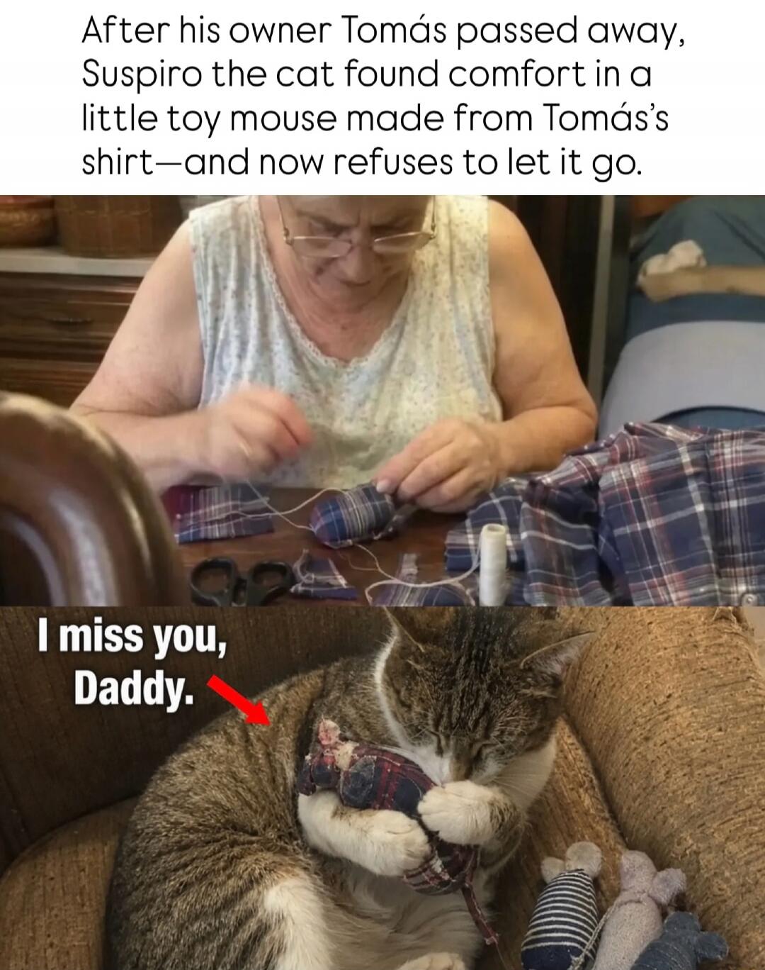 After his owner Tomás passed away, Suspiro the cat found comfort in a little toy mouse made from Tomás's shirt—and now refuses to let it go. I miss you, Daddy.