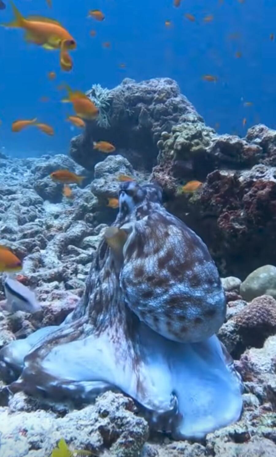 An octopus resting among coral and small orange fish.