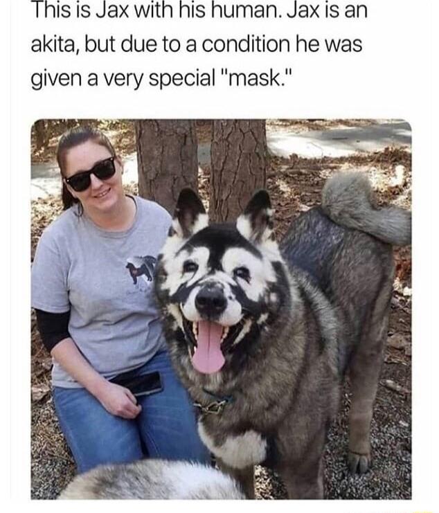 akita but due to a condition he was given a very special mask