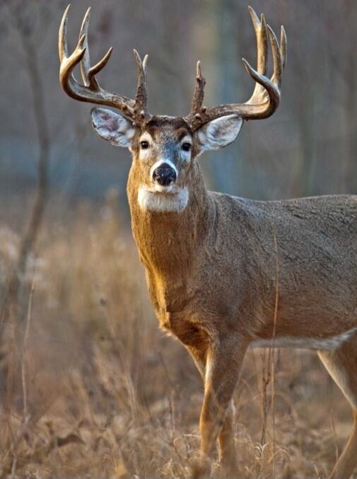 A deer with large antlers standing in a field.