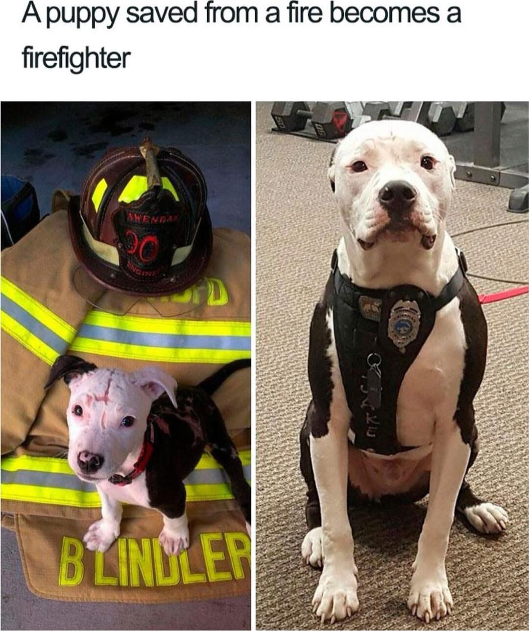 Apuppy saved from a fire becomes a firefighter