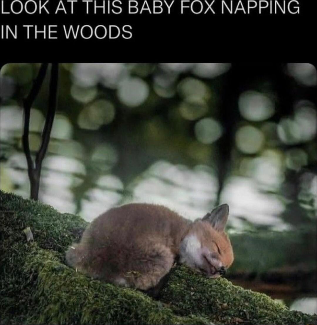 LOOK AT THIS BABY FOX NAPPING IN THE WOODS
