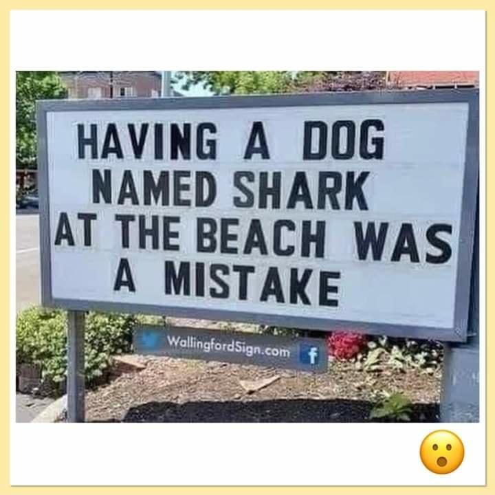 R AVING A DOG NAMED SHARK AT THE BEACH WAS MISTAKE