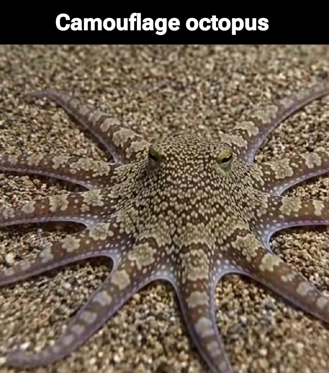Camouflage octopus
