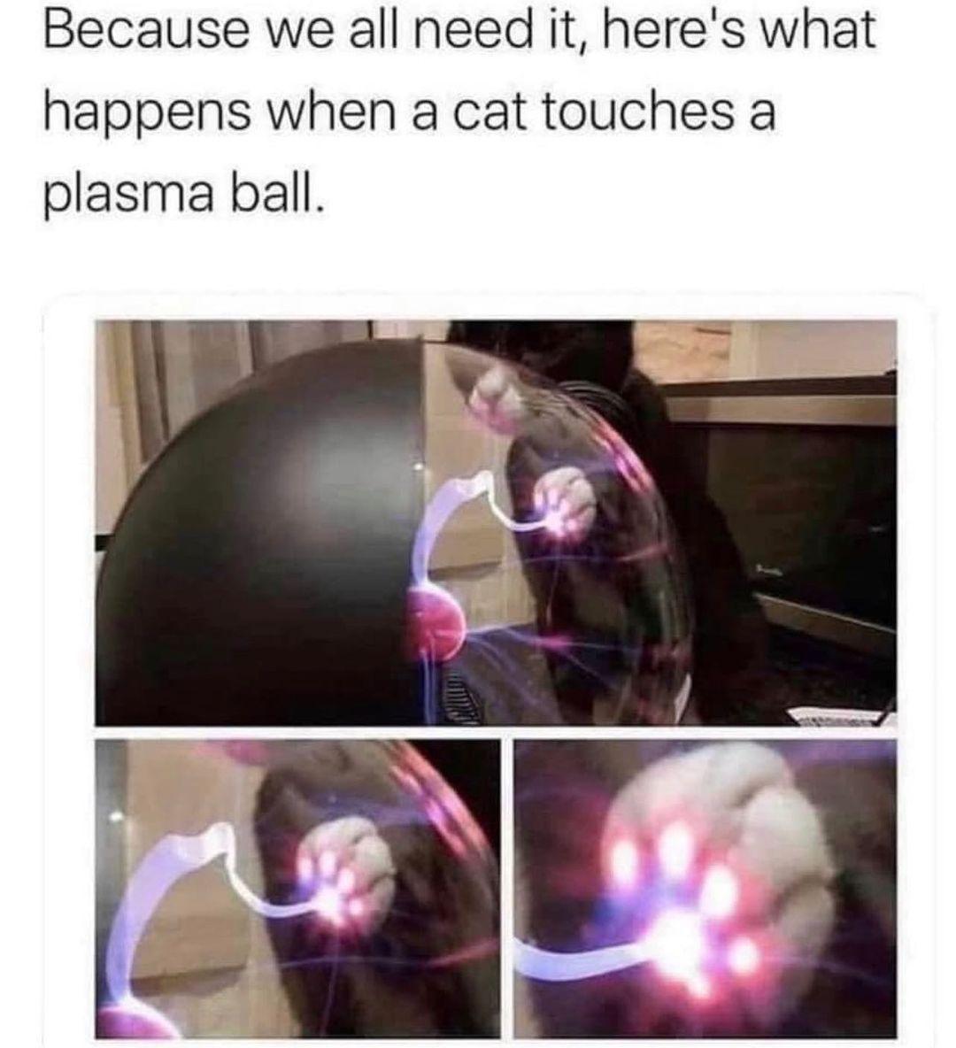 Because we all need it heres what happens when a cat touches a plasma ball
