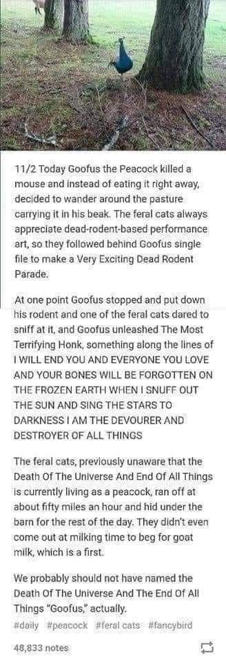 112 Today Goofus the Peacock killed a mouse and instead of eating it right away decided to wander around the pasture cartying itin his beak The feral cats always appreciate dead rodent based performance art 50 they followed behind Goofus single file to make a Very Exciting Dead Rodent Parade At one point Goofus stopped and put down his rodent and one of the feral cats dared to sniff at it and Goof