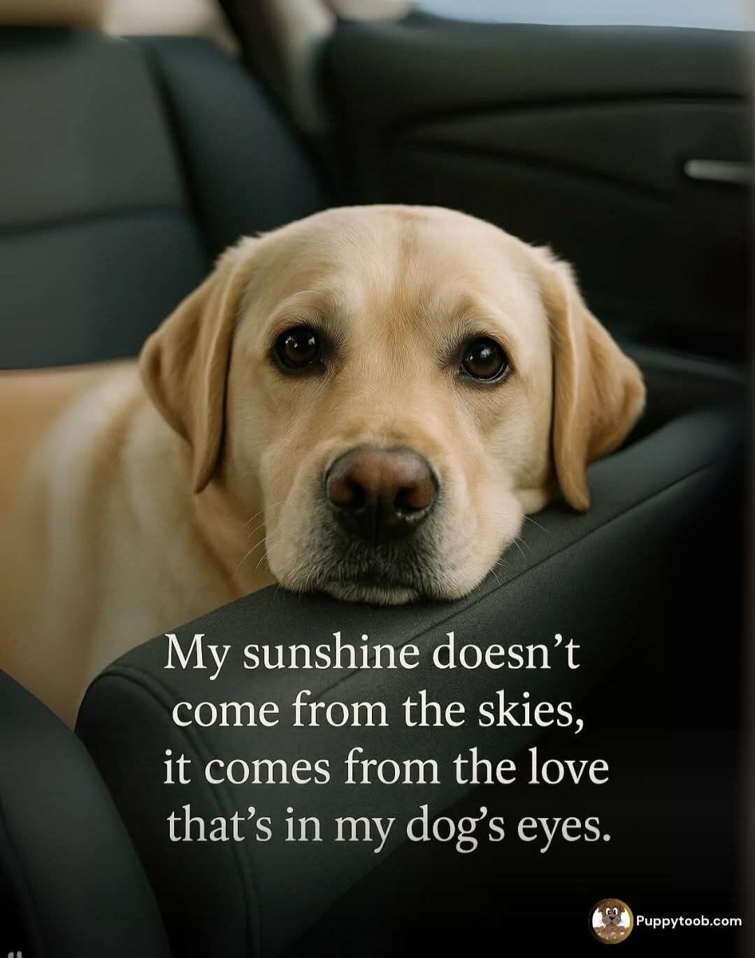 My sunshine doesn't come from the skies, it comes from the love that's in my dog's eyes.