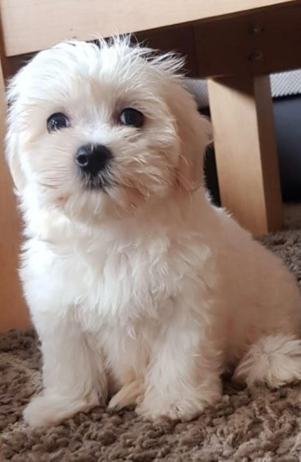 A small fluffy white puppy sitting on a rug.