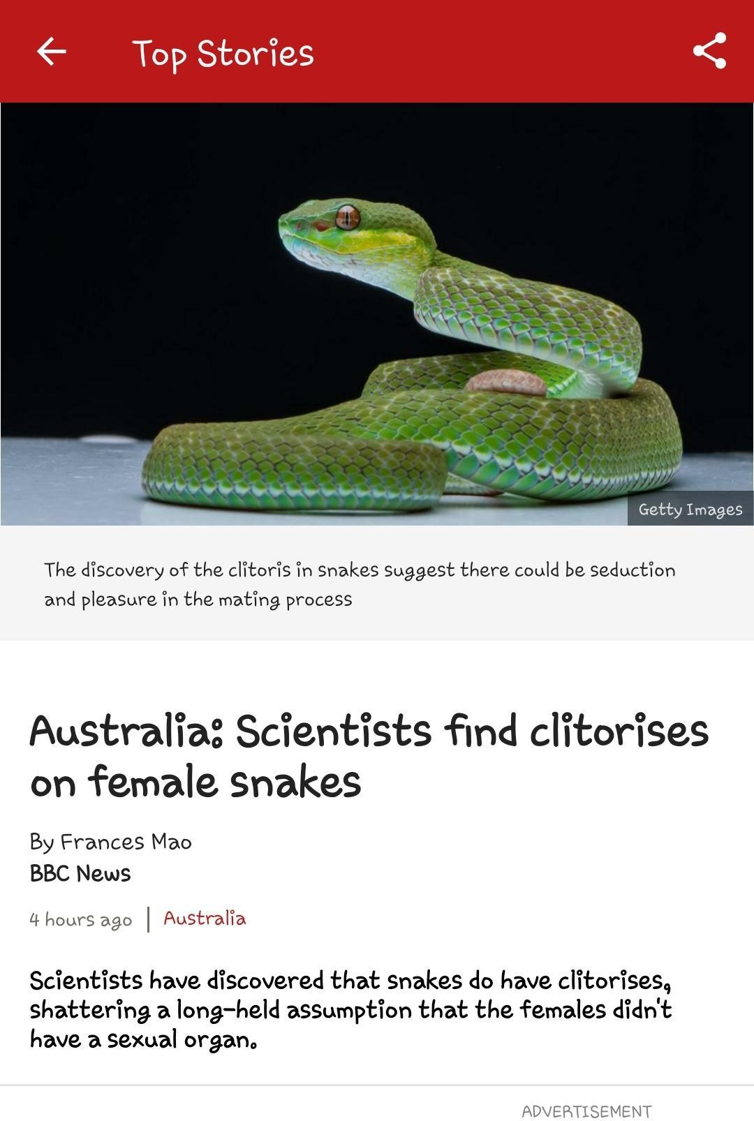 the clitor nakes suggest there could be seduction the mating process Australias Scientists find clitorises on female snakes By Frances Mao BBC News Australia Scientists have discovered that snakes do have clitorises Shattering a long held assumption that the females didnt have a sexual organ