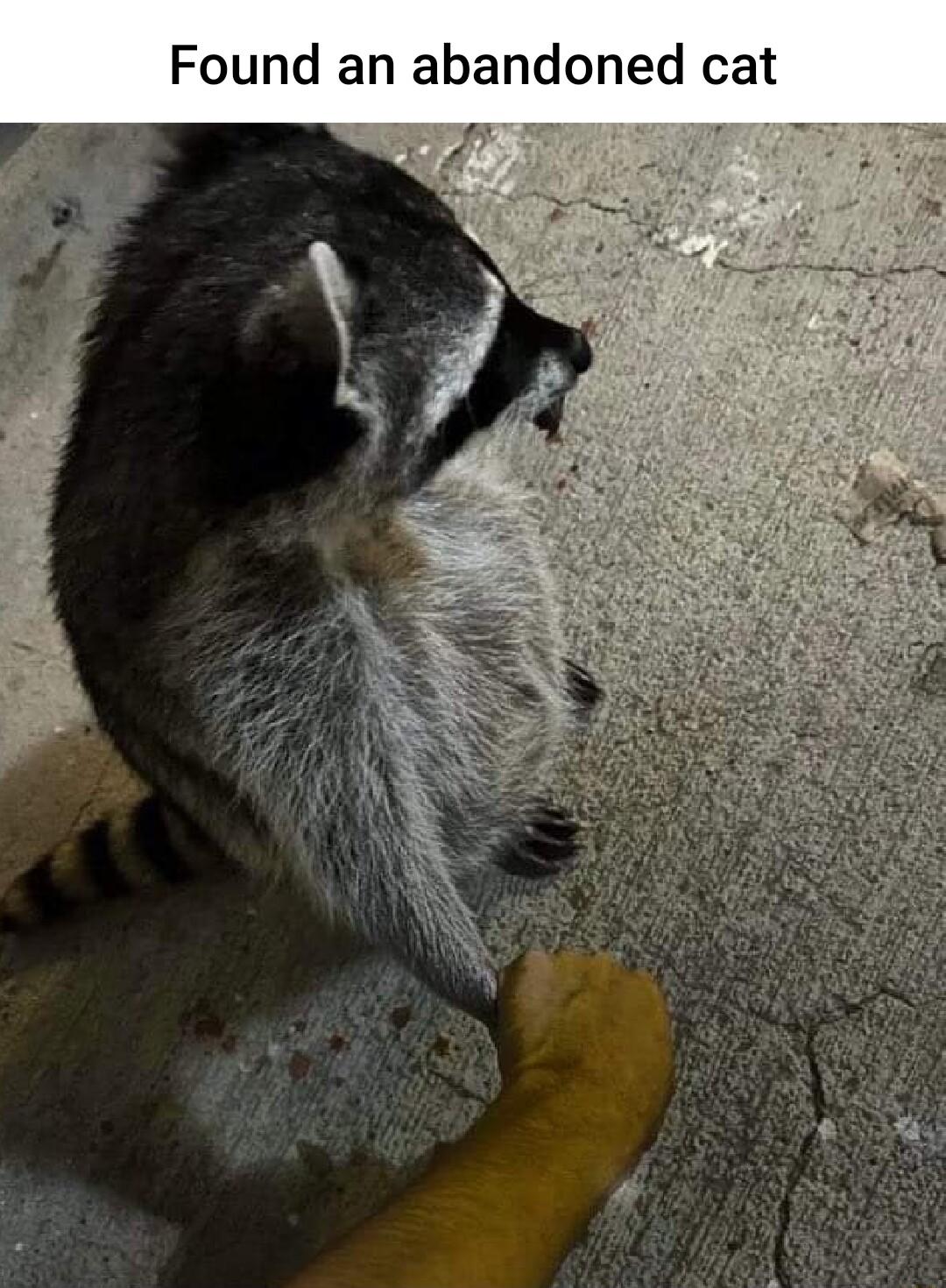 Found an abandoned cat