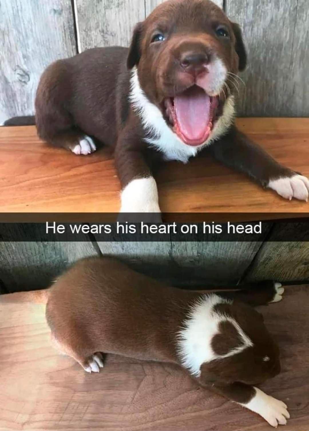He wears his heart on his head s