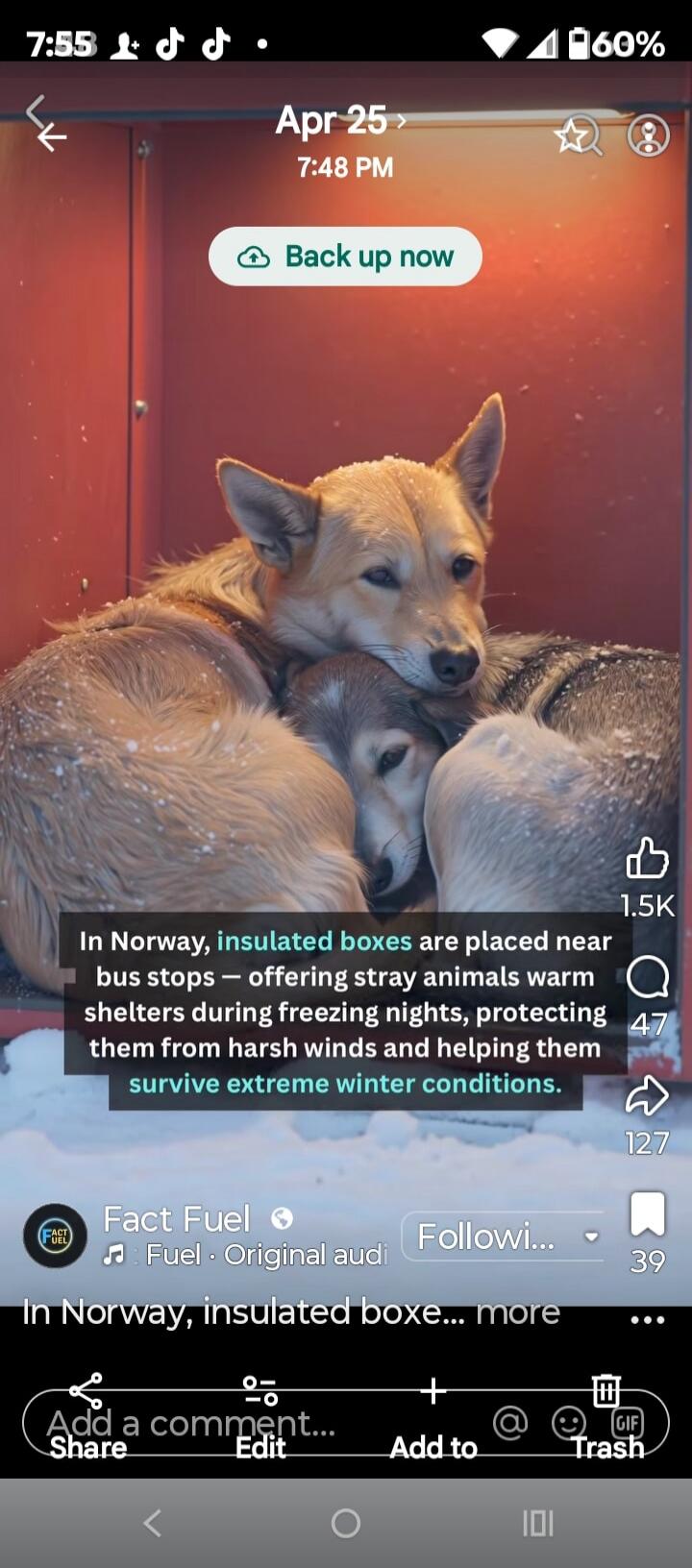 In Norway, insulated boxes are placed near bus stops - offering stray animals warm shelters during freezing nights, protecting them from harsh winds and helping them survive extreme winter conditions.