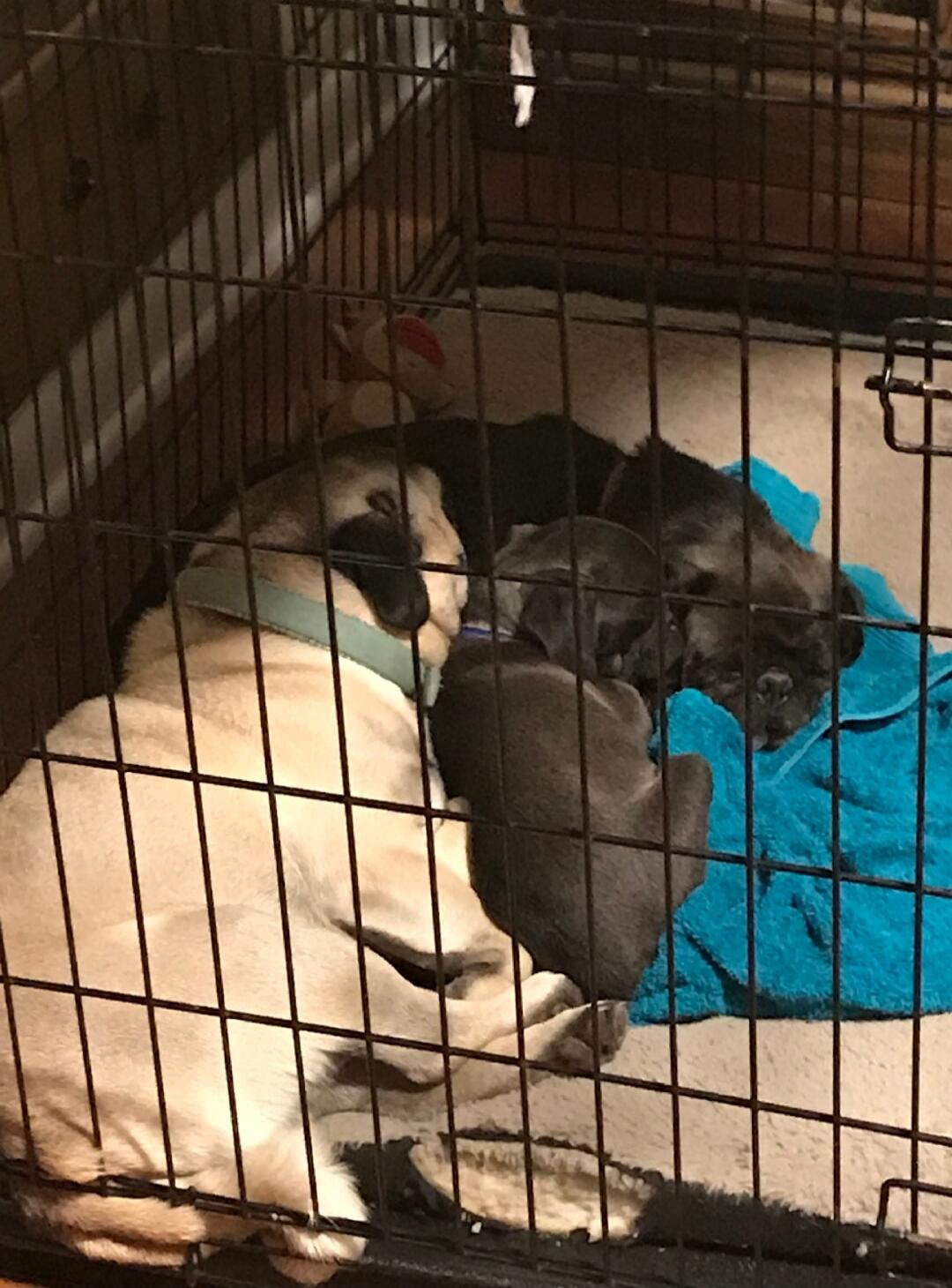 A dog and several puppies lying together inside a crate on a blue blanket.