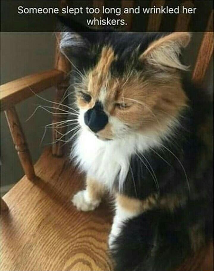 Someone slept too long and wrinkled her whiskers