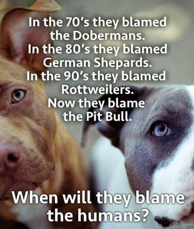 In the 70s they blamed 1 LU TL LT ET R In the 80s they blamed German Shepards In the 90s they blamed Rottweilers ORI BT T the PiltBull
