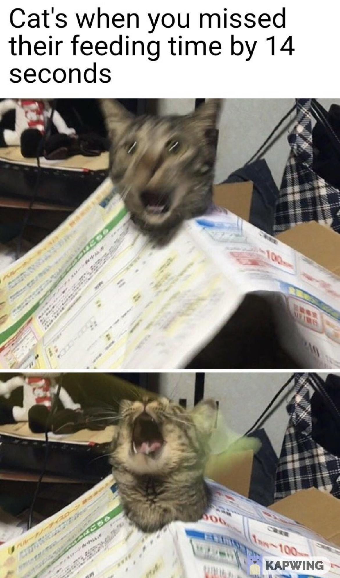 Cats when you missed their feeding time by 14 seconds i d x L KAPWING WUl e
