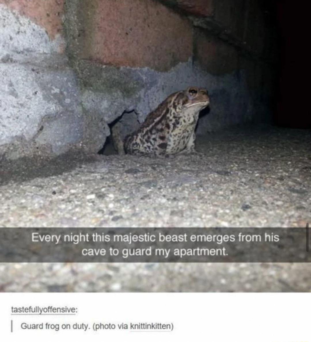 Every night this majestic beast emerges from his cave to guard my apartment