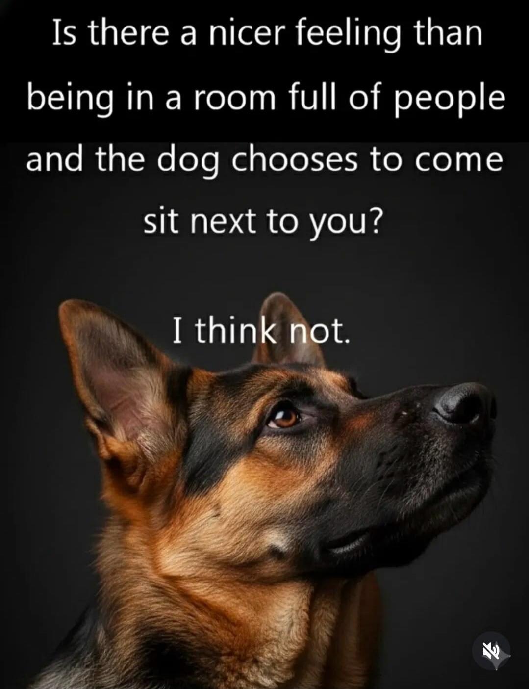 Is there a nicer feeling than being in a room full of people and the dog chooses to come sit next to you? I think not.