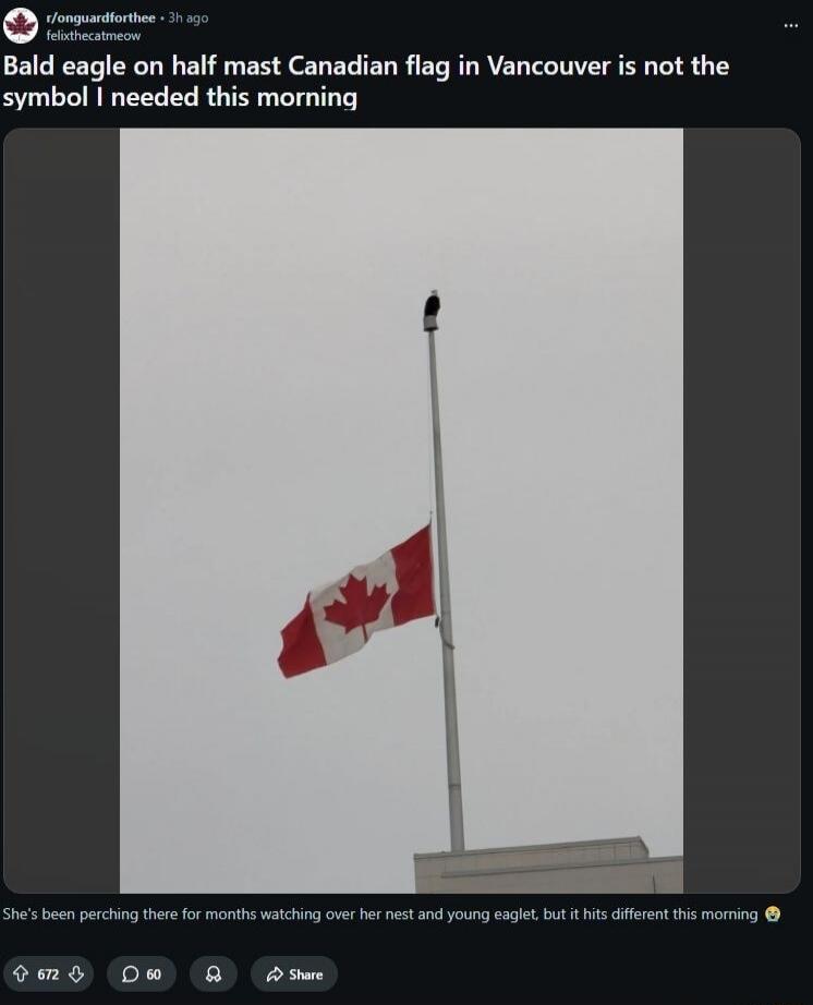 Bald eagle on half mast Canadian flag in Vancouver is not the symbol I needed this morning. She's been perching there for months watching over her nest and young eaglet, but it hits different this morning
