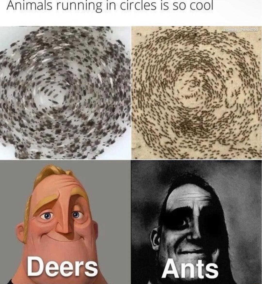Animals running in circles is so cool
Deers  Ants