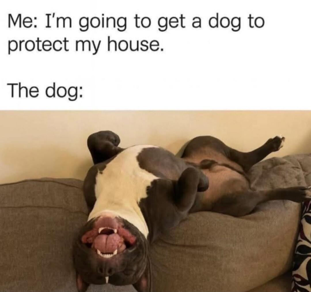 Me: I'm going to get a dog to protect my house. The dog: