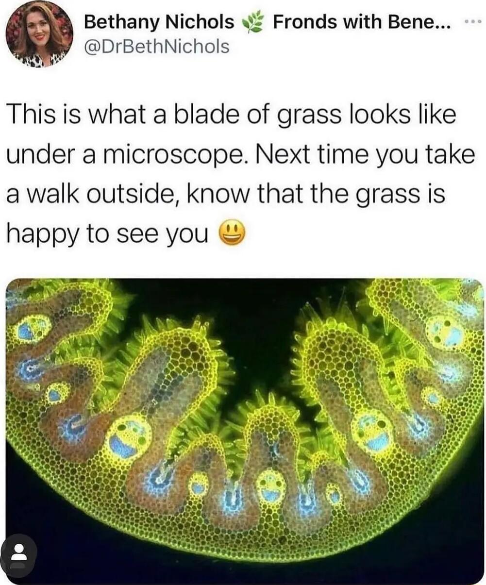 Bethany Nichols Fronds with Bene DrBethNichols This is what a blade of grass looks like under a microscope Next time you take a walk outside know that the grass is happy to see you