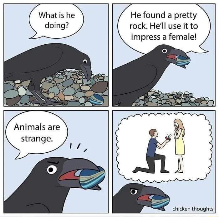 Whatis he doing He found a pretty rock Hell use it to impress a female Animals are strange ehicken thoughis