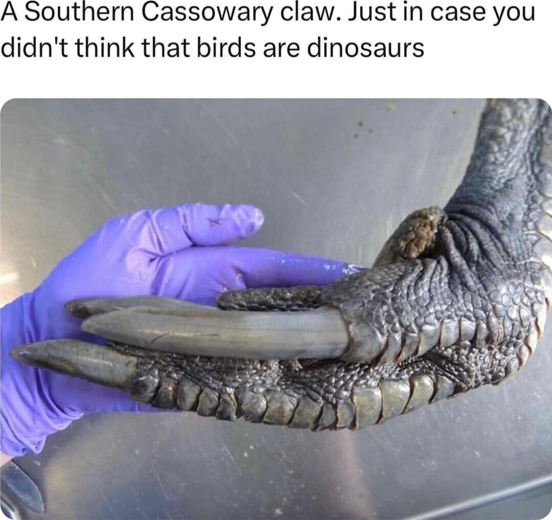 A Southern Cassowary claw Just in case you didnt think that birds are dinosaurs