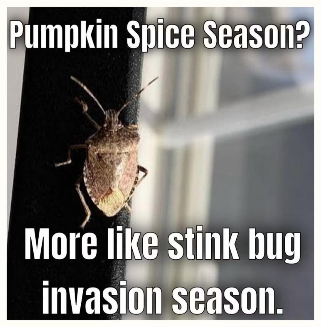 Pumpkin Spice Season? More like stink bug invasion season.