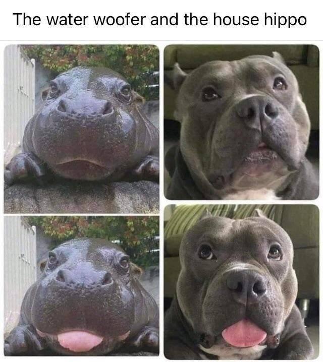 The water woofer and the house hippo