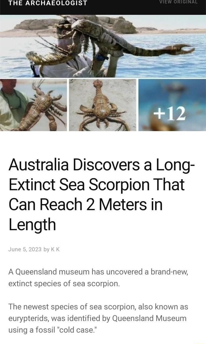 Australia Discovers a Long Extinct Sea Scorpion That Can Reach 2 Meters in Length A Queensland museum has uncovered a brand new extinct species of sea scorpion The newest species of sea scorpion also known as eurypterids was identified by Queensland Museum using a fossil cold case