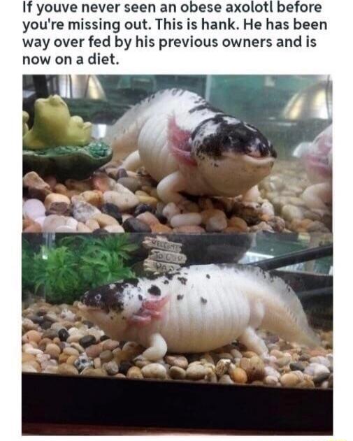 If youve never seen an obese axolotl before youre missing out This is hank He has been way over fed by his previous owners and is now on a diet