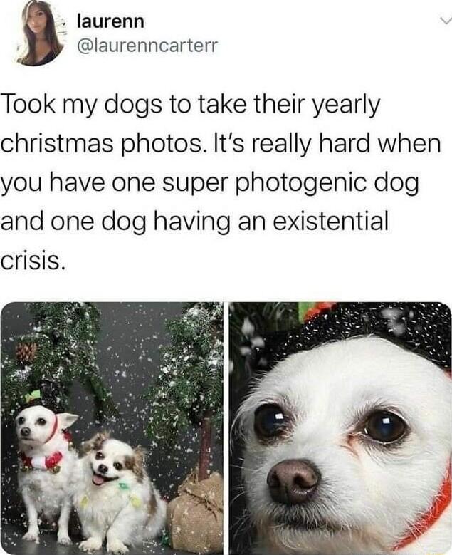 laurenn laurenncarterr Took my dogs to take their yearly christmas photos Its really hard when you have one super photogenic dog and one dog having an existential crisis
