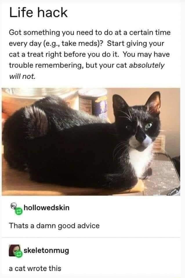 Life hack Got something you need to do at a certain time every day eg take meds Start giving your cat a treat right before you do it You may have trouble remembering but your cat absolutely will not hollowedskin Thats a damn good advice gskeletonmug a cat wrote this