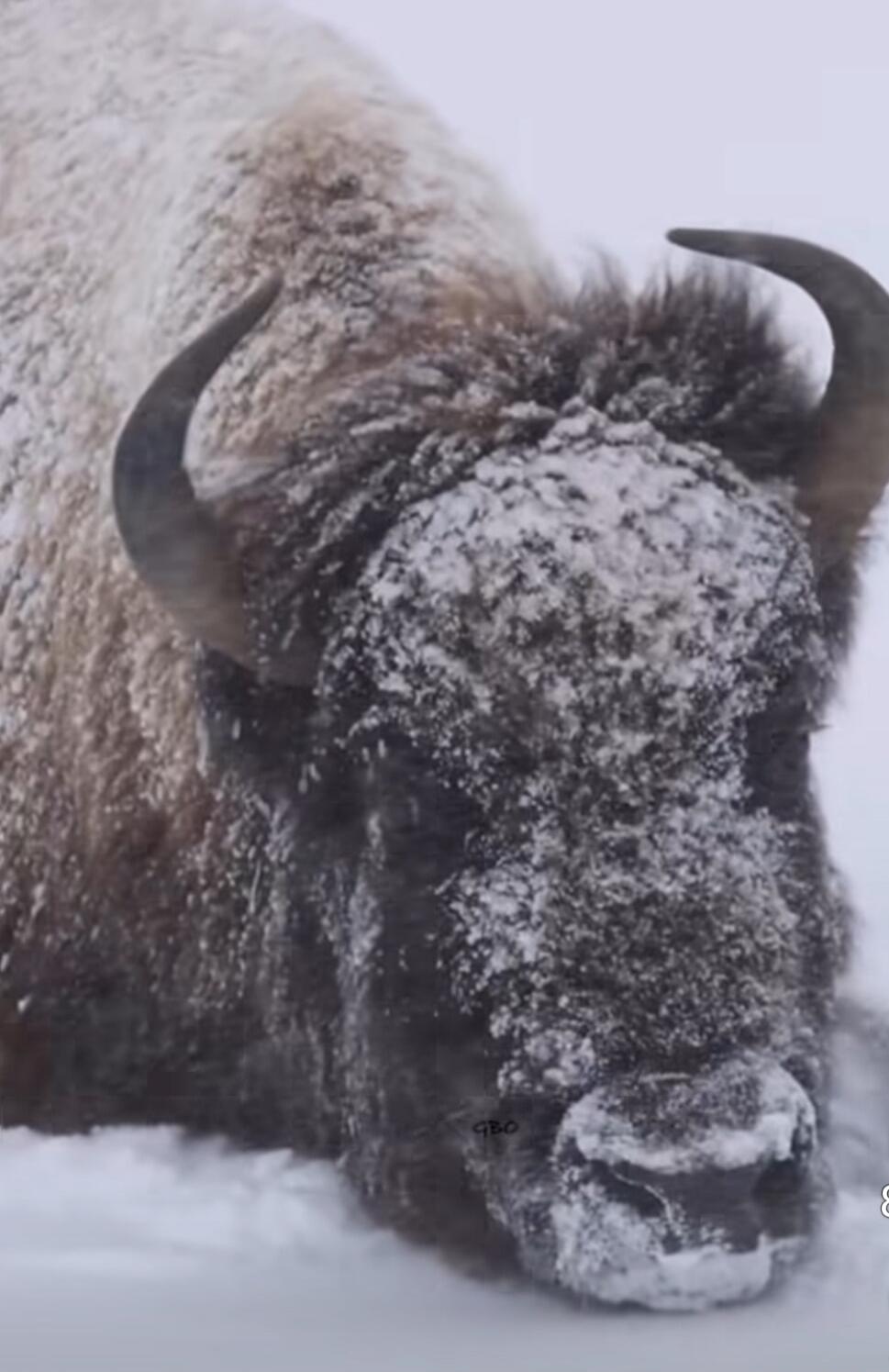 A bison covered in snow
