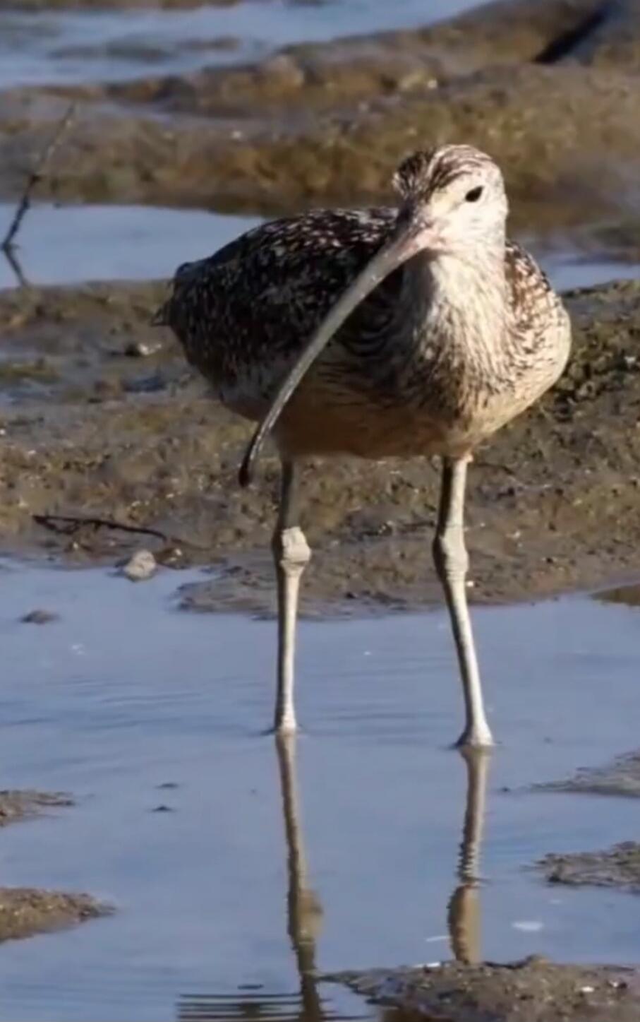 A wading bird with a long beak standing in shallow water.