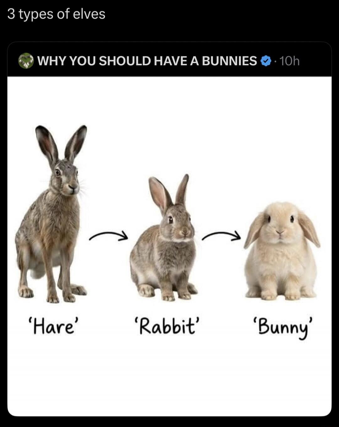 3 types of elves. WHY YOU SHOULD HAVE A BUNNIES. Hare. Rabbit. Bunny.