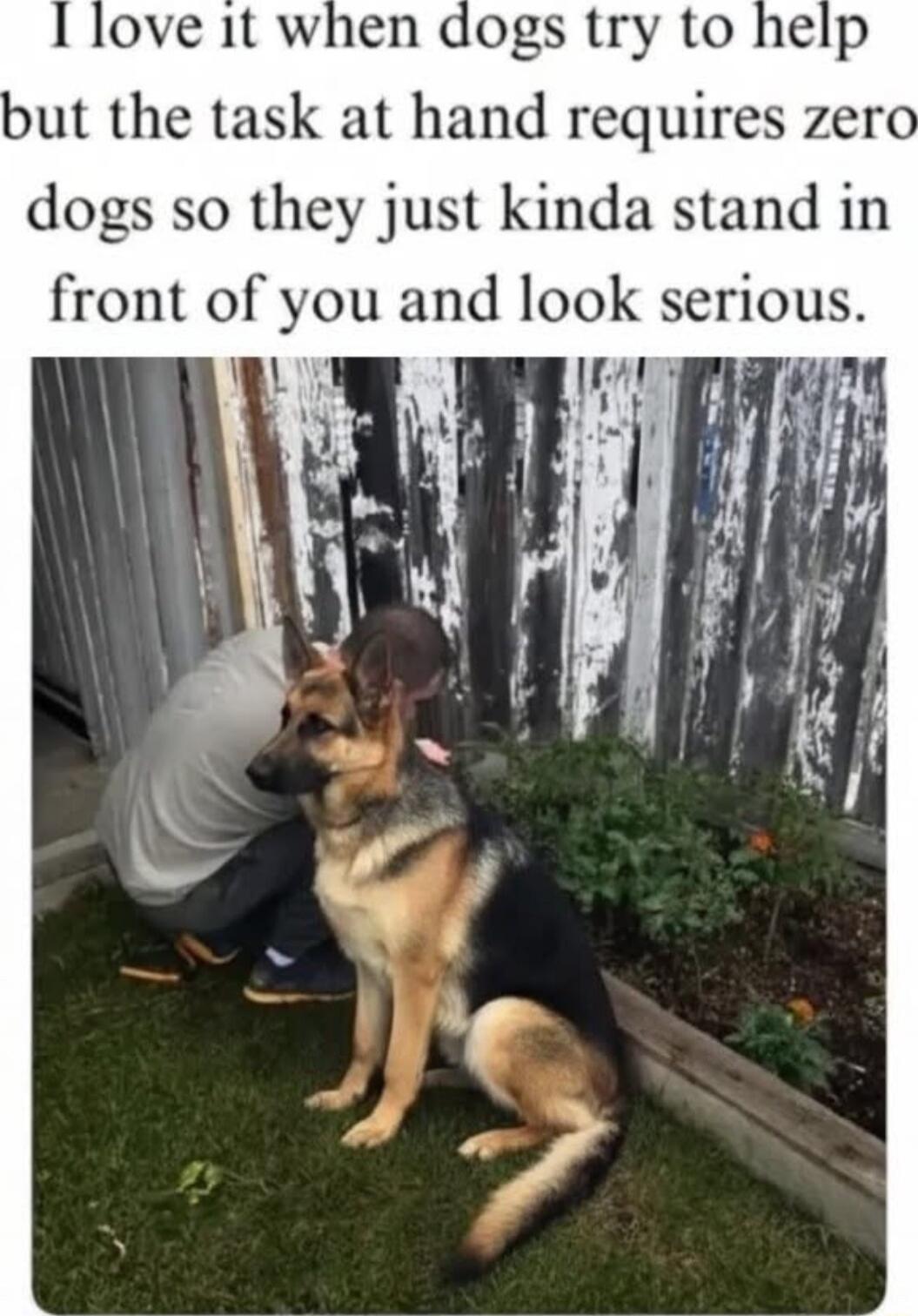 I love it when dogs try to help but the task at hand requires zero dogs so they just kinda stand in front of you and look serious.