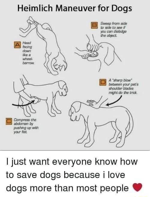 Heimlich Maneuver for Dogs Sweep from side 0 5k to see if you can dsbage the abect B focing down hea whoes barrow A sharp blow becwsen your pets shouder biades mght do the trck Compress the By pushing up wih yaur fist just want everyone know how to save dogs because i love dogs more than most people