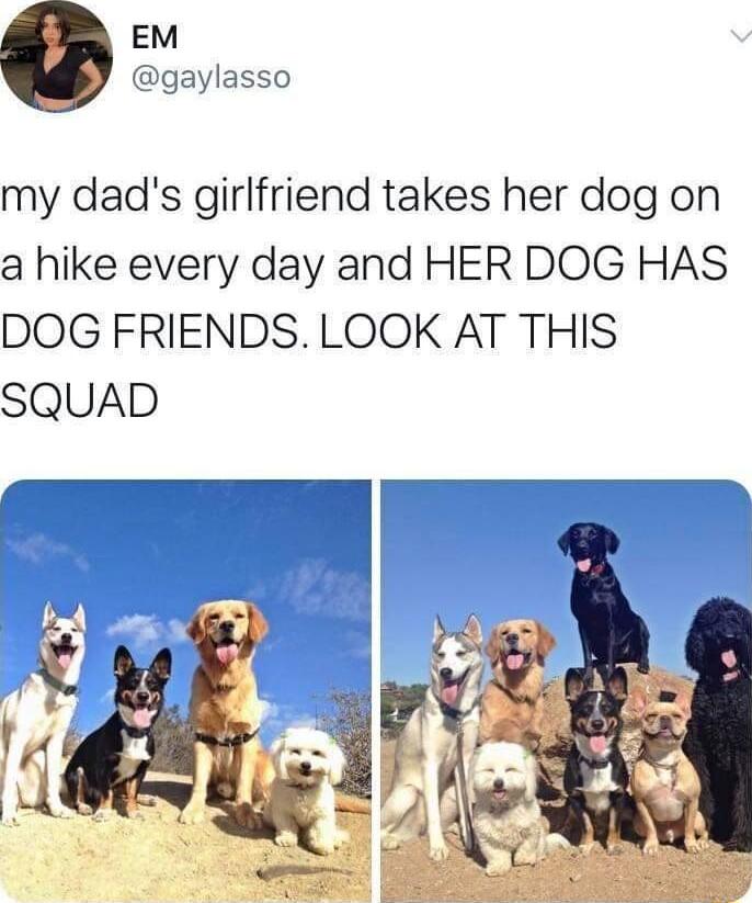 EM gaylasso my dads girlfriend takes her dog on a hike every day and HER DOG HAS DOG FRIENDS LOOK AT THIS SQUAD