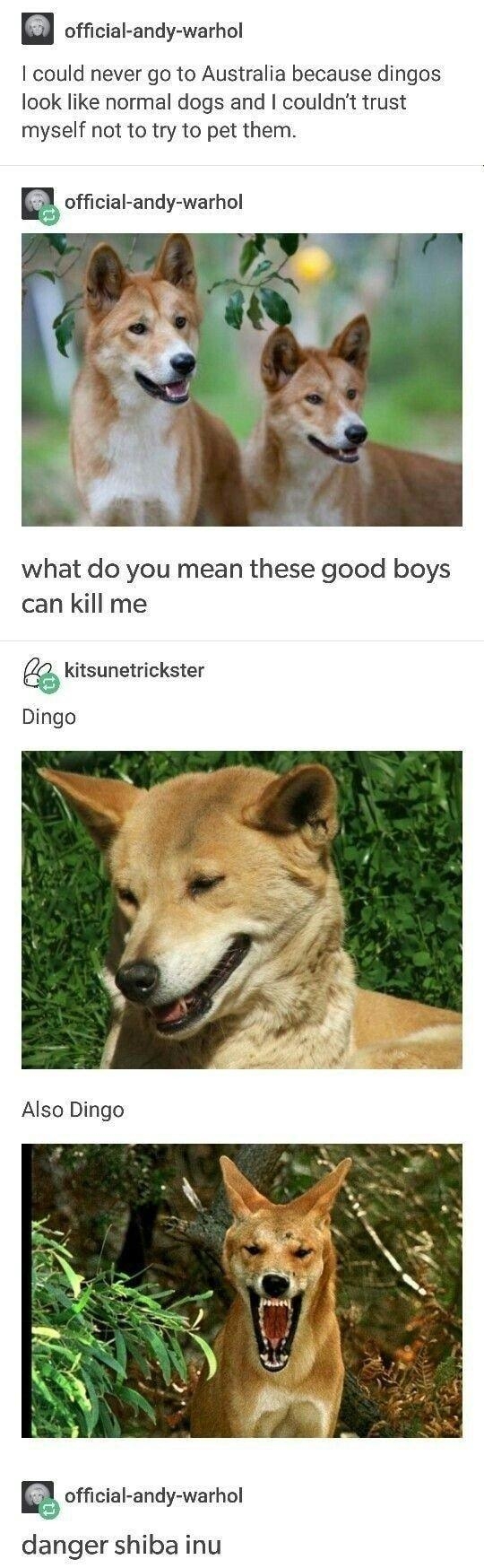official andy warhol could never go to Australia because dingos look like normal dogs and couldnt trust myself not to try to pet them official andy warhol what do you mean these good boys can kill me kitsunetrickster Dingo Also Dingo official andy warhol danger shiba inu