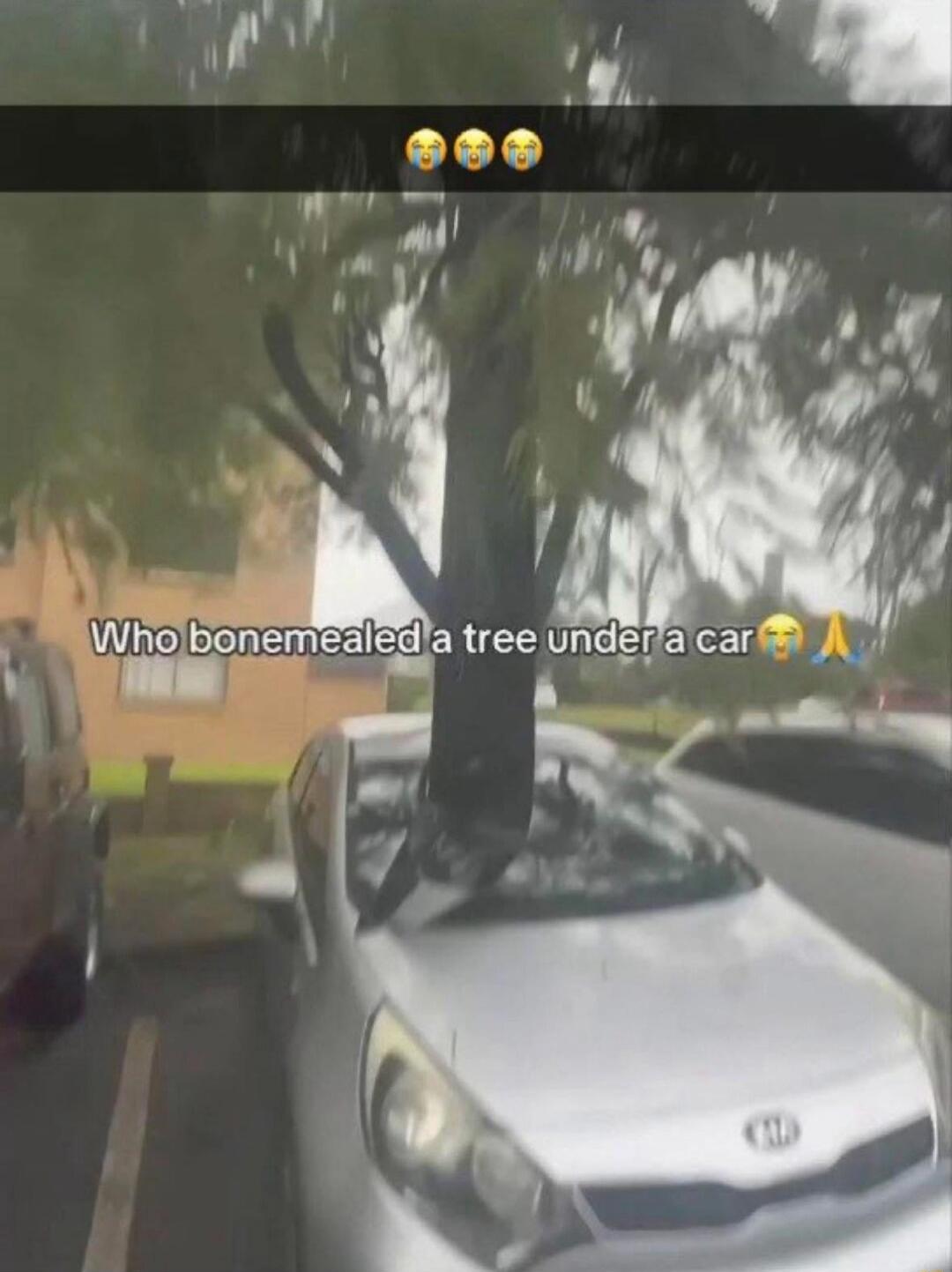 Who bonemealed a tree under a car 😭😭🙏