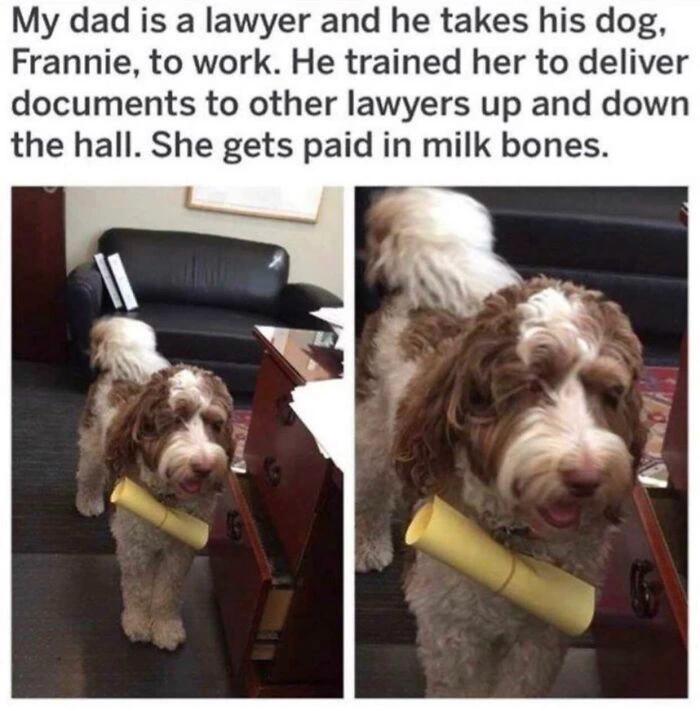 My dad is a lawyer a e takes his dog Frannie to work He trained her to deliver documents to other lawyers up and down the hall She gets paid in milk bones