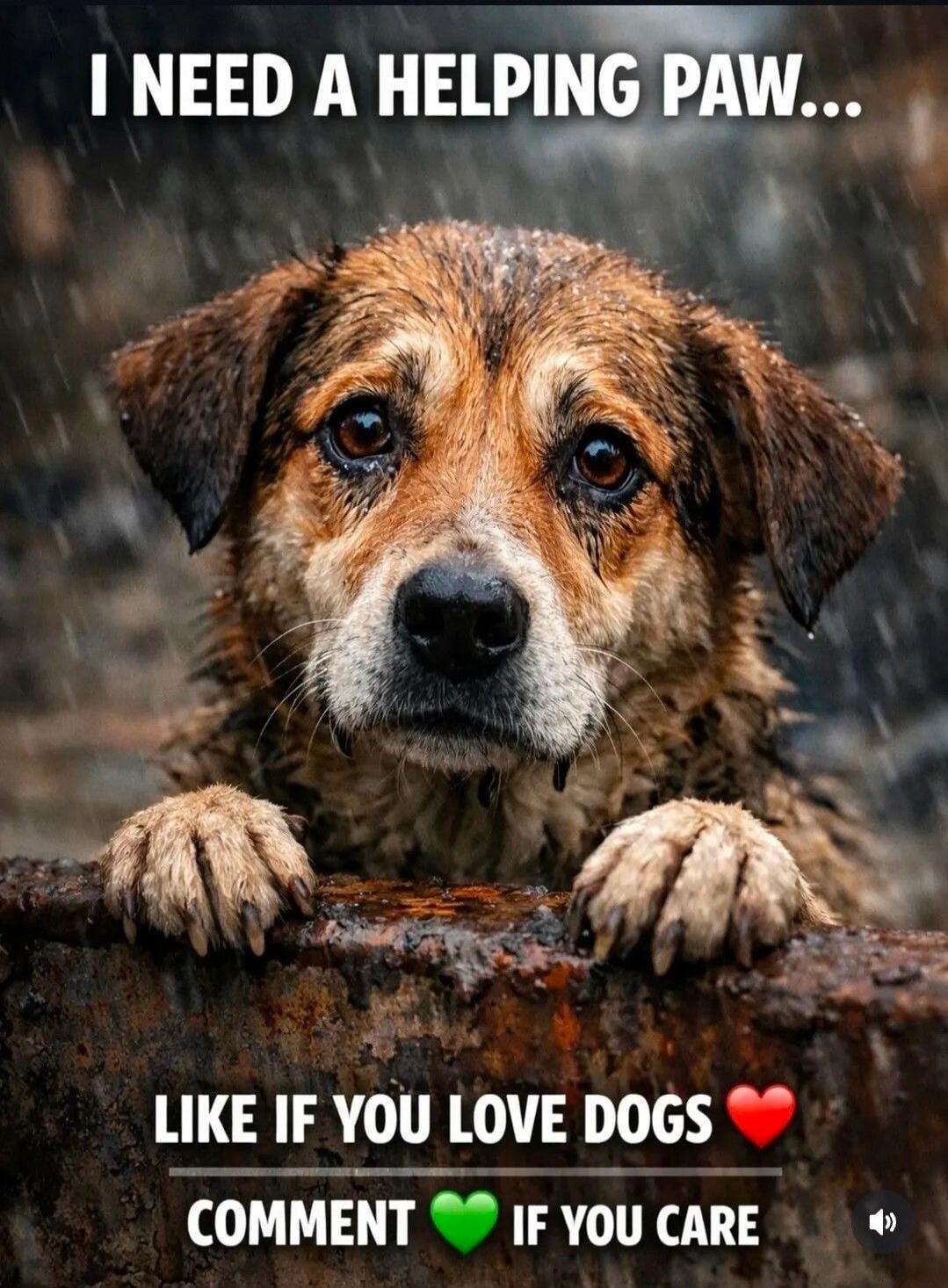 I NEED A HELPING PAW... LIKE IF YOU LOVE DOGS ❤️ COMMENT 💚 IF YOU CARE