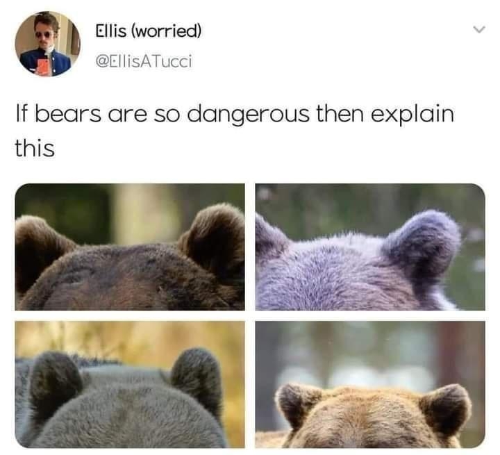 Ellis worried isATucci If bears are so dangerous then explain this am 29 Jan 21 Twitter for iPhone